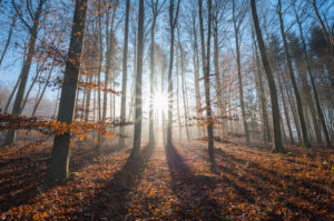 Bare tree forest on a winter morning with sun Bare tree forest on a winter morning with sun